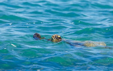 green sea turtle swimming in ocean