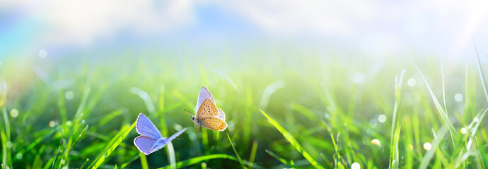 natural Spring or Summer Green Grass field with butterfly and sunny bokeh background - 761617218