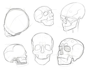 Human skull. Head. Sketch. Tutorial.