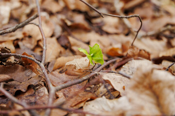 Fresh cotyledons of a beech seedling in withered beech leaves from the previous year - obrazy, fototapety, plakaty