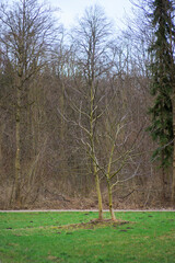 Young walnut trees without leaves in spring in a clearing in the woods of Siebenbrunn near Augsburg