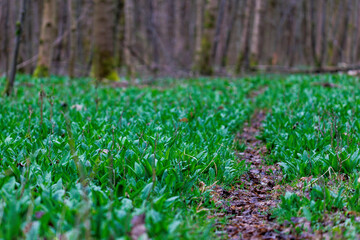A small path leads through a field full of wild garlic in the Siebenbrunn forest near Augsburg