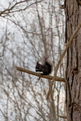A dark brown European squirrel sits on a broken branch of a pine tree and holds a nut in its front paws