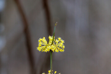 Yellow blossoms of a cornelian cherry bush after the rain in the forest of Siebenbrunn near Augsburg
