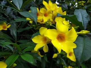 yellow alamanda flower in the garden