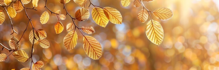 A closeup of golden beech leaves on the branches, with sunlight filtering through them, creating an enchanting autumn background Generative AI - obrazy, fototapety, plakaty