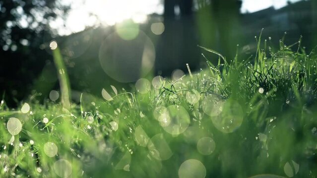 Grass dew field.