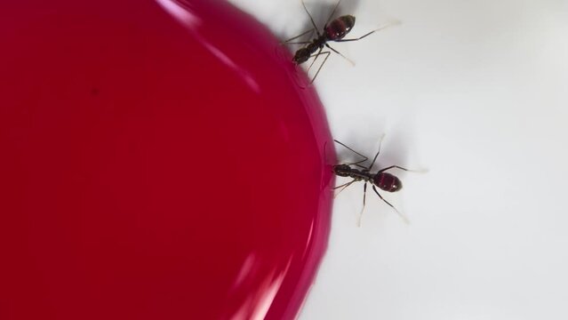 Ants drinking red syrup on white background