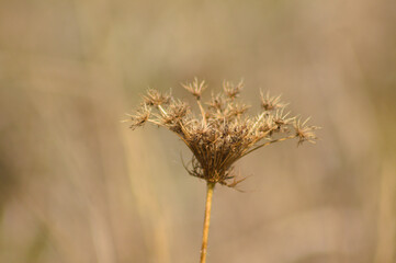 Closeup of brown dried wild carrot seeds with blurred background