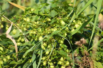 Close-p of common hop flowers with selective focus on foreground