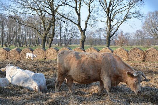 Mutterkuh