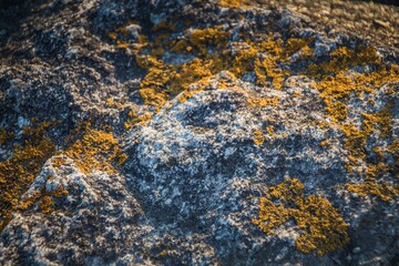 lichen on a stone