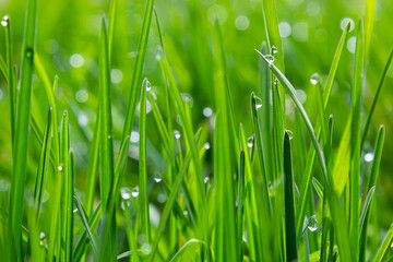 Obraz premium Water drops on the green grass. Morning dew, watering plants. Drops of moisture on leaves after rain. Beautiful green background on an ecological theme