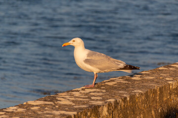 seagull on the shore