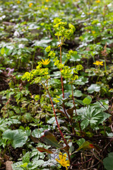 Close up of the yellow flowers of Cypress spurge Euphorbia cyparissias or leafy spurge Euphorbia...