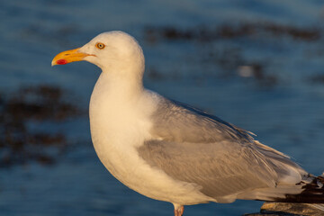seagull on the shore