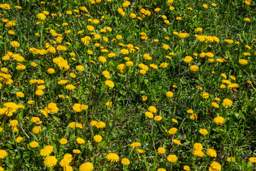 Dandelion flowers on a green meadow in spring. Dandelion flower background