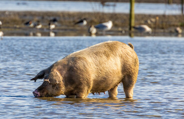 Female sow pig wading in water in the field 