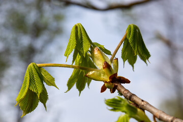 Spring chestnut branch with new leaves on blurred background close-up