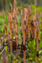 Equisetum arvense, the field horsetail or common horsetail, is an herbaceous perennial plant of the family Equisetaceae. Horsetail plant Equisetum arvense