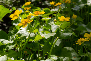 Caltha palustris, known as marsh-marigold and kingcup, is a small to medium size perennial herbaceous plant of the buttercup family