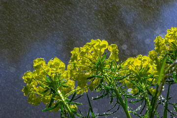 Euphorbia cyparissias, cypress spurge greenish flowers closeup selective focus