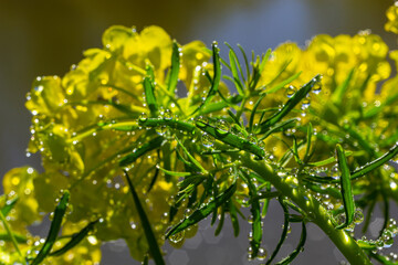 Fototapeta na wymiar Euphorbia cyparissias, cypress spurge greenish flowers closeup selective focus