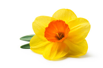 yellow daffodil isolated on a white background - 761635654