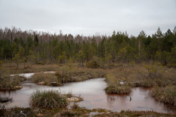Pine tree forest on a snowy winter day. Swamp with dirty water
