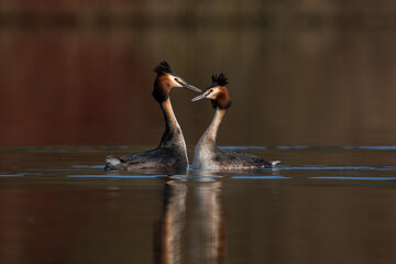 Pair of courting great crested grebes