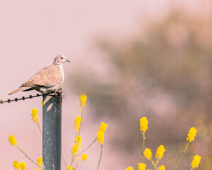 A Collar Dove resting on a pillar