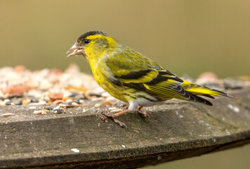 Male siskin on a bird table eating seed