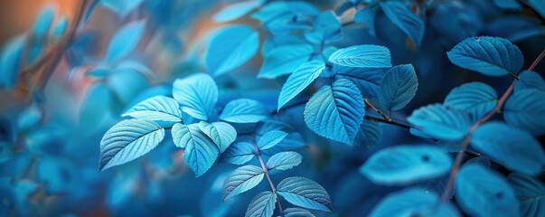 blue plant leaves in the nature in fall season, blue backgroun