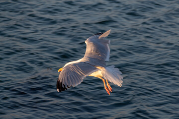 seagull in the sky