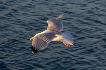 seagull in the sky
