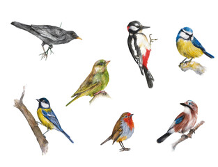 Birds - Watercolor Illustrations