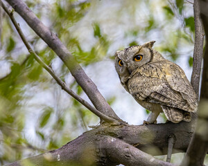 A Scoop Owl looking at camera