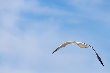 Fotografía minimalista de gaviota patiamarilla volando (Larus michahellis) con cielo azul y tintes de nubes en Guardamar del Segura, España