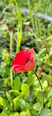 A red anemone