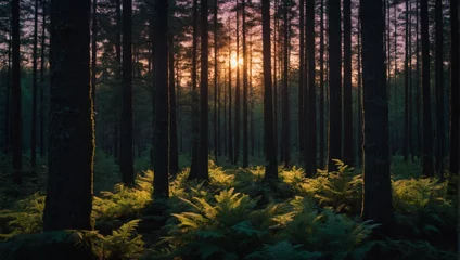 Fotobehang As night falls, the forest is bathed in the soft glow of twilight, with the last rays of sunlight filtering through the dense canopy of trees. © xKas