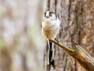 Cute little long tailed tit perched on the branch of a tree