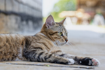 Cute funny young tabby cat relaxing on on the path near the house