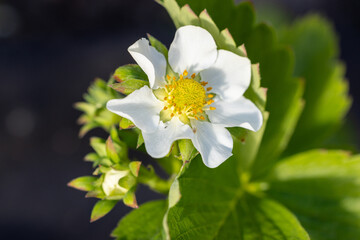 Beautiful spring strawberry flowers. Green field with white strawberry.