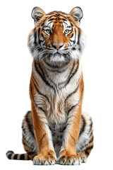 Fototapeta premium Tiger sitting on transparent background