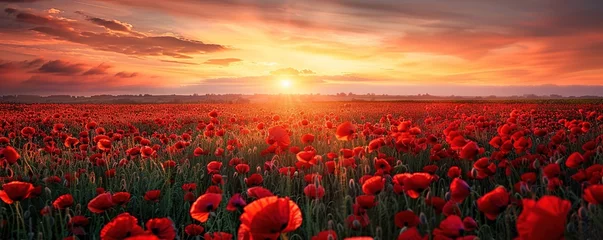 Fototapete Rund Breathtaking landscape of a poppy field at sunset with the sun dipping low on the horizon, casting a warm glow over the vibrant red flowers © Coosh448