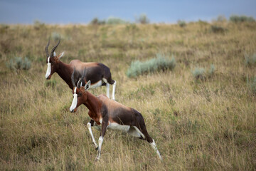 Naklejka na ściany i meble Bontebok Smelling Each Other - The Bontebok is a medium-sized, generally dark brown antelope with a prominent, wide white blaze concept
