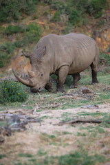 Fototapeta premium White rhinoceros pensive vertical photo