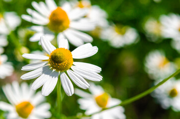 Medicinal chamomile close-up. Alternative medicine.