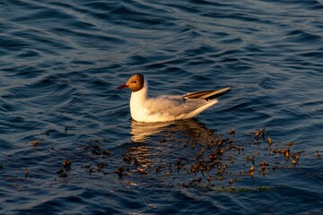 seagull in the sea