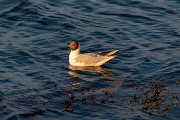 seagull in the sea